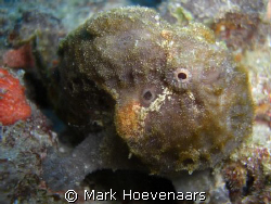 A Frog Fish, a rare treat off the coast of West Palm Beac... by Mark Hoevenaars 